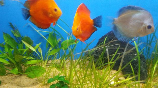group of discus fishes in low tech planted aquarium - Photo, Image