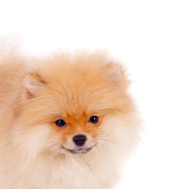 Little spitz dog - Фото, зображення