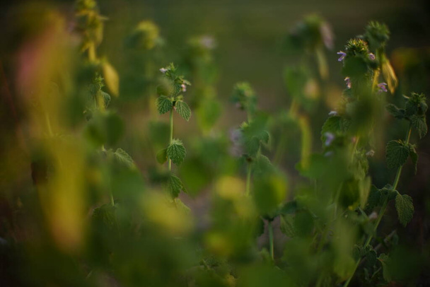 Lamium purpureum impianto. Fiori viola selvatici crescono nel campo estivo - Foto, immagini