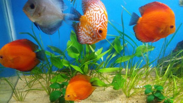 дисковые рыбы в посаженном аквариуме на синем фоне и выносливые растения - Фото, изображение