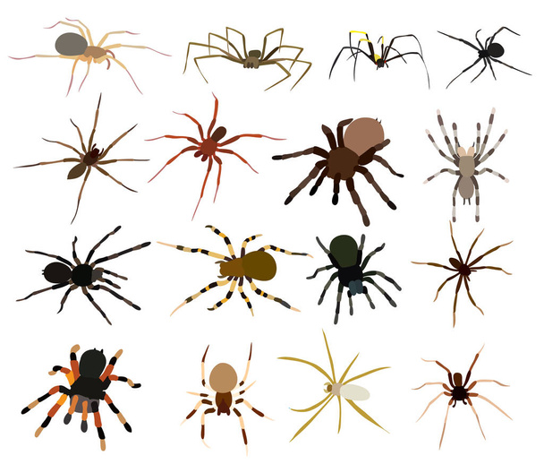 conjunto de araña, vector de colección - Vector, imagen