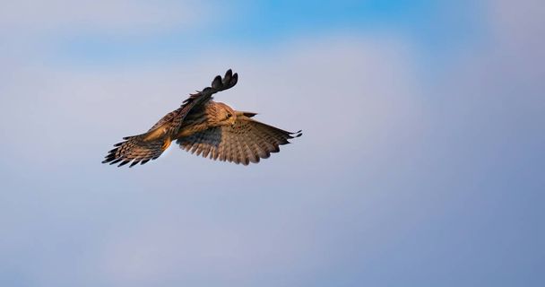 Falco tinnunculus néz repülés közben, és keresi a zsákmány, a legjobb fotó - Fotó, kép