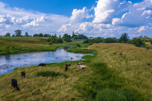 A small herd of cows on the banks of the Teza River on a summer day, Ivanovo region, Russia. - Photo, Image
