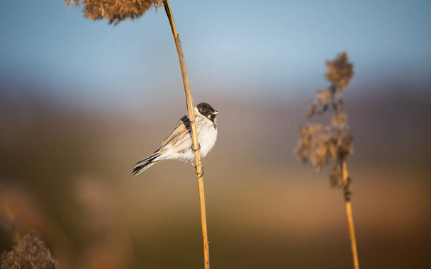 A common reed bunting Emberiza schoeniclus sings a song on a reed plume Phragmites during sunset - Photo, Image