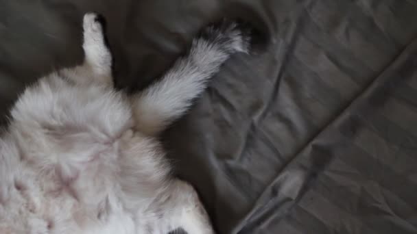 chat dormant sur un oreiller - Séquence, vidéo