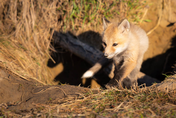 Червоні лисиці в дикій природі
 - Фото, зображення
