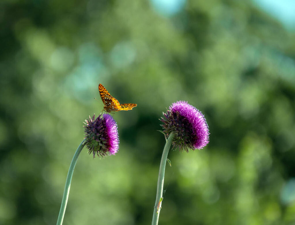 Сочетание фиолетовой травы чертополоха и апельсиновой бабочки Великая игристая фрикаделька на красивом разряженном зеленом фоне делает красивую картину из Миссури. - Фото, изображение