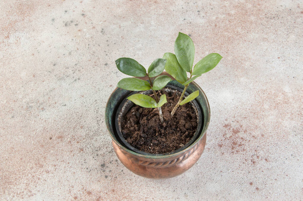 Grüne Pflanze im alten Kupferblumentopf auf Betongrund. Kopierraum und Fotorequisiten.  - Foto, Bild