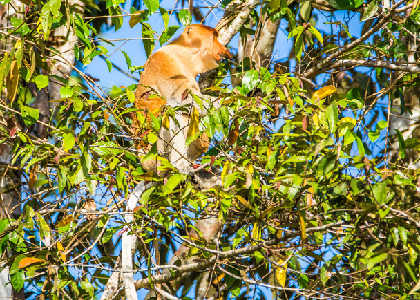 Un mono probóscis en un árbol a lo largo del río Kinabatangan en Sabah, Borneo malayo. - Foto, imagen