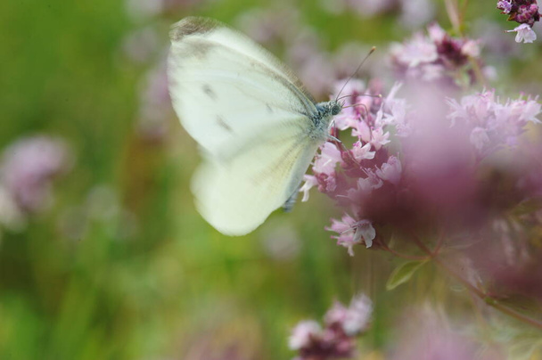 Красивая белая бабочка на розовом цветке. Выборочный фокус. Солнечный летний день. - Фото, изображение