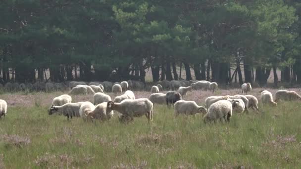Herd van schapen wandelen op bloeiende weide in Nederland - Video