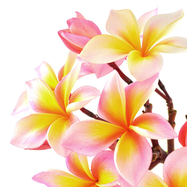 Pink frangipani - Photo, Image