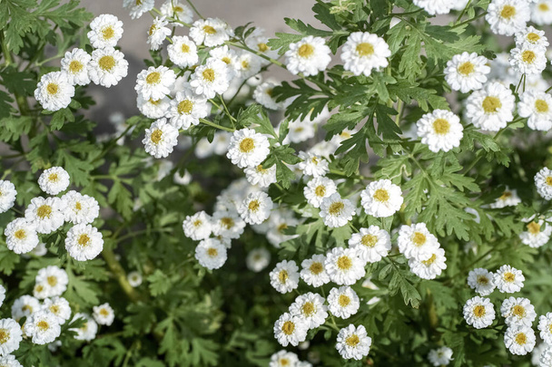 Wazig natuurlijk landschap met kleine witte bloemen. Hoge kwaliteit foto - Foto, afbeelding