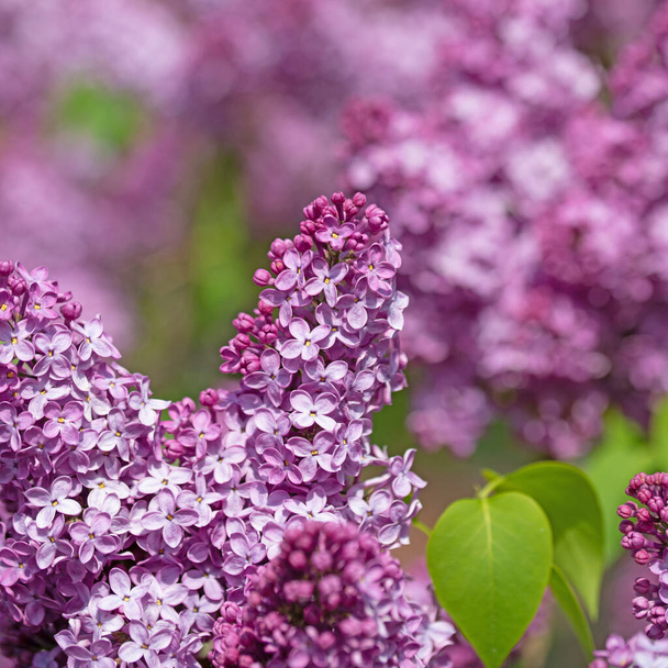Violet virágzó orgona, fecskendő, tavasszal - Fotó, kép