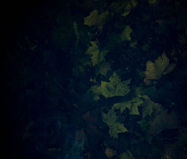 fundo lindamente escuro com folhas verdes de outono - Foto, Imagem