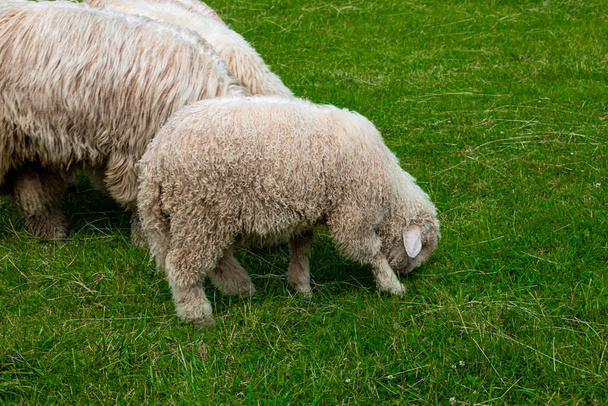 Weiße Schafe weiden an einem warmen Sommertag auf einer grünen Wiese in der polnischen Tatra - Foto, Bild