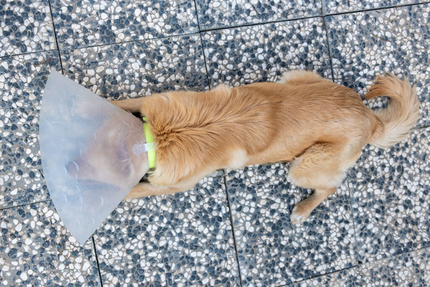 kutya alszik után meddő műtét védelmi gallér - Fotó, kép