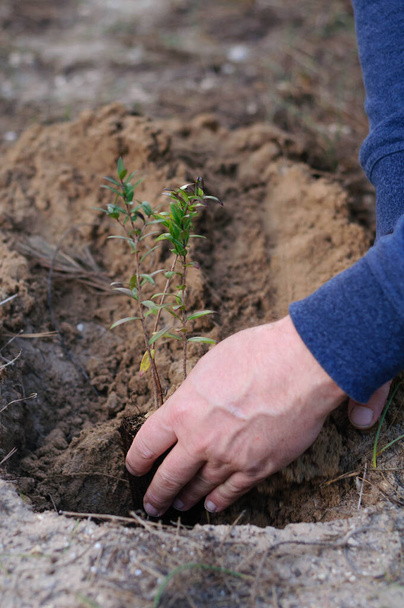 manos masculinas plantan un pequeño Bush verde en el suelo - Foto, Imagen