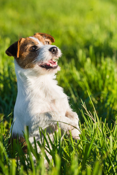 Jack Russell Dog zit op het groene gras te glimlachen. - Foto, afbeelding