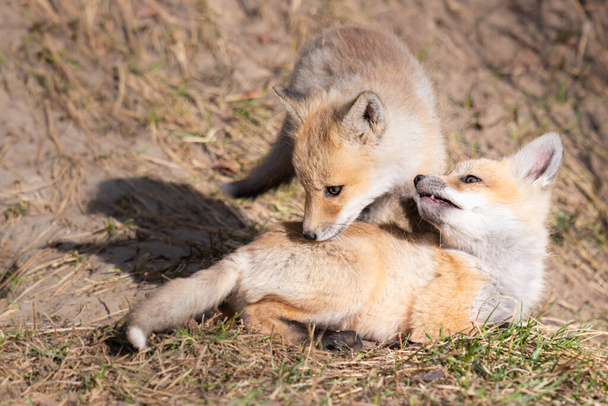Red fox kits in the wild - Foto, afbeelding
