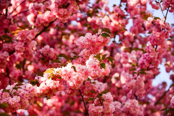 cherry tree blossom. blossoming pink sakura. spa treatment. aroma of female perfume. japanese sakura. pink sakura flower. floral background. spring blooming nature. warm summer day. beauty of season - Zdjęcie, obraz