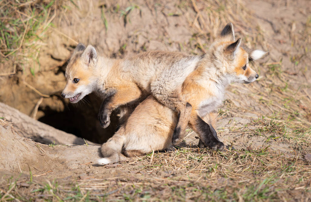 Vörös róka készletek a vadonban - Fotó, kép