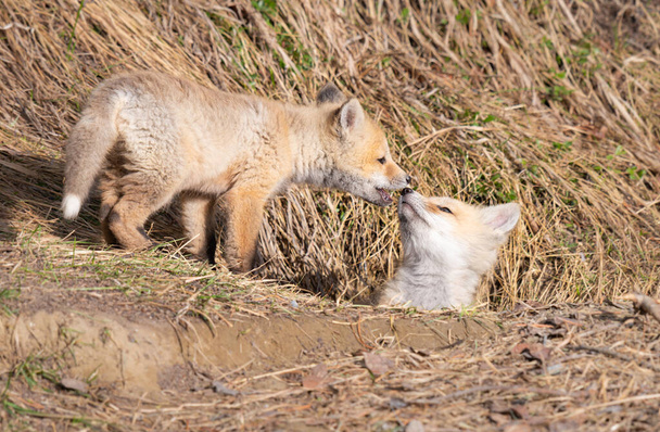 Vörös róka készletek a vadonban - Fotó, kép