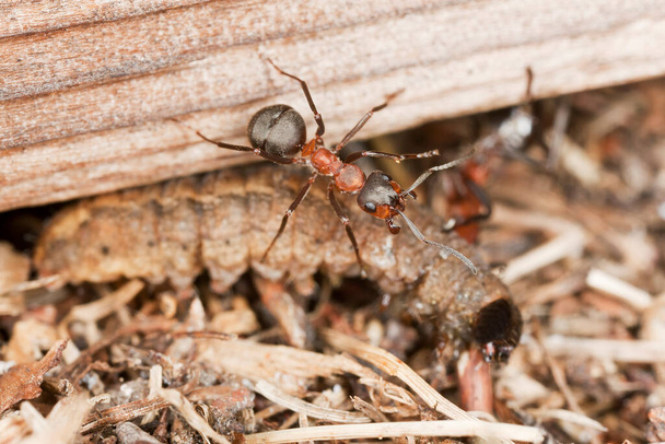 Southern wood ant, Formica rufa transporting larva - Photo, Image