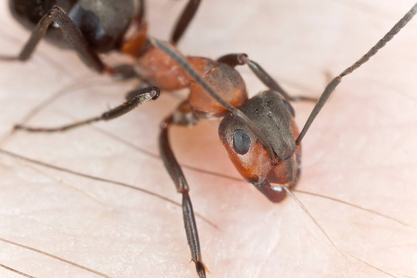 Hormiga agresiva del sur de la madera, Formica rufa en la piel humana - Foto, Imagen
