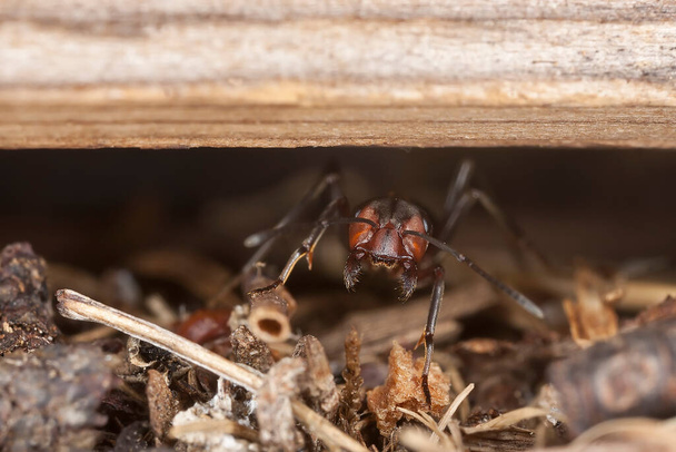 Agggresive hormiga de madera del sur, Formica rufa  - Foto, imagen