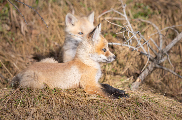 Rojo zorro kits en la naturaleza - Foto, Imagen