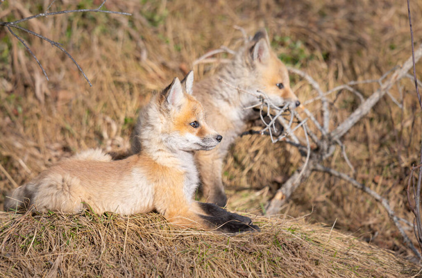 Красный лис в дикой природе - Фото, изображение
