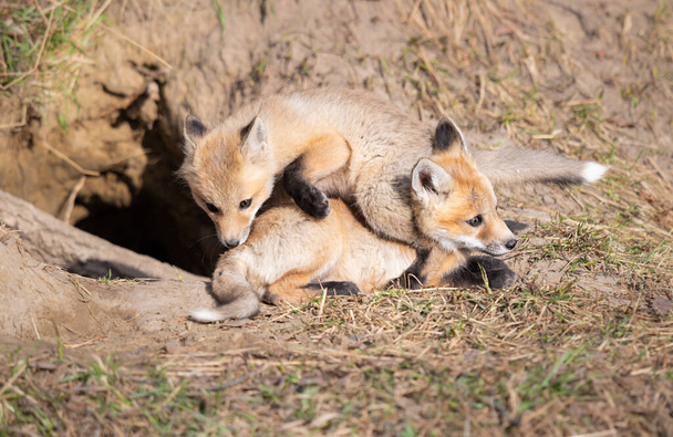 Kits renard roux dans la nature - Photo, image