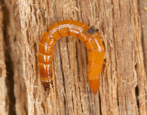 Haga clic en larva de escarabajo en la madera, foto de primer plano - Foto, imagen