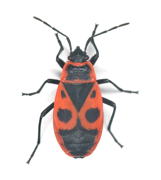 Firebug, Pyrrhocoris apterus aislado sobre fondo blanco, macro foto - Foto, imagen