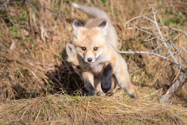 Red fox kits in the wild - Photo, Image