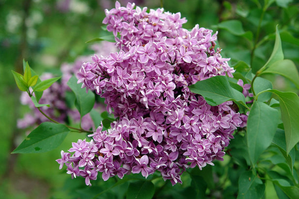 Lilac - Photo, Image