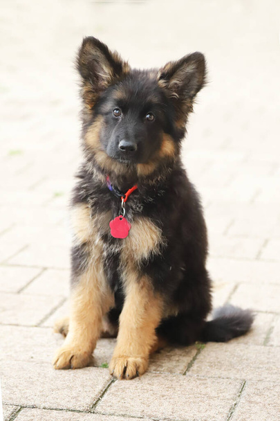 Little german shepherd pup with black mask and black and tan long-hair sitting - Photo, Image