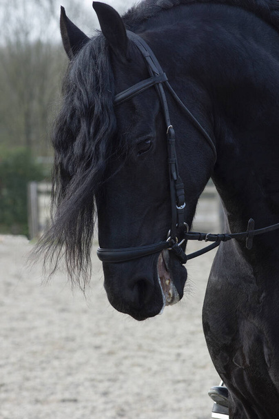 Um detalhe da raça de curativo especial Cavalo Friesiano em preto com pele brilhante montando em um paddock - Foto, Imagem