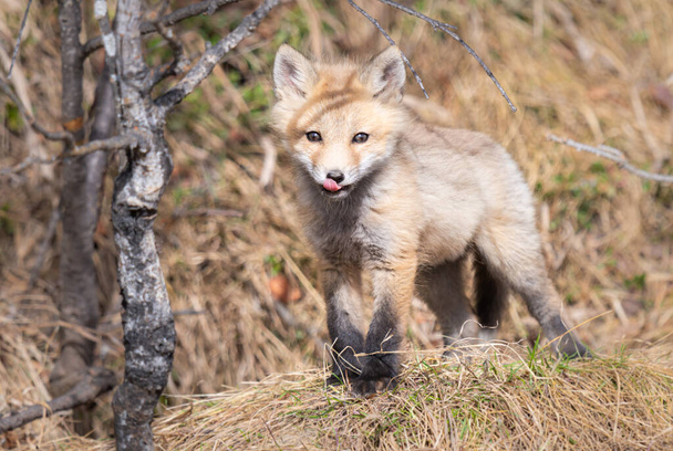 Kits renard roux dans la nature - Photo, image