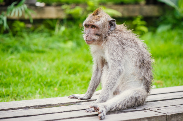 Long-tailed macaque - Фото, зображення