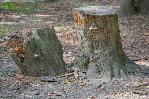 Ogromny drewniany pień drzewa liściastego w letni dzień - Zdjęcie, obraz
