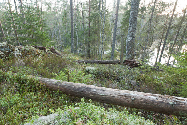 Нетронутая природа перед рекой в заповеднике в Швеции, эта среда обитания важна для многих животных, находящихся под угрозой исчезновения - Фото, изображение