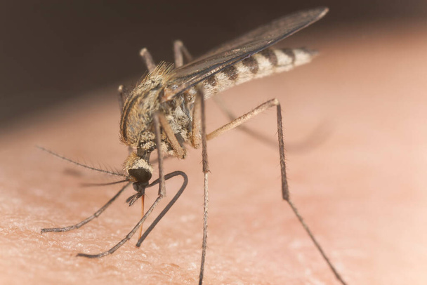 Zanzara succhia sangue dall'ospite umano, questo insetto è un portatore di malattie - Foto, immagini