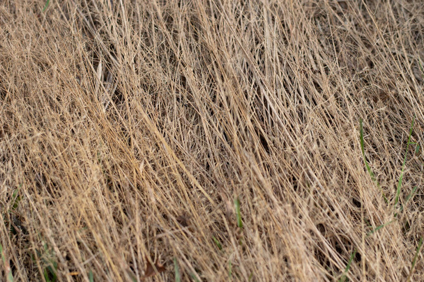 Dry furry panicles of Calamagrostis Ground (Calamagrostis epigeios) in a meadow with a copy space - Photo, Image