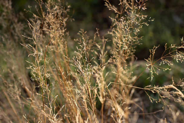 Pannocchie pelose secche di Calamagrostis Ground (Calamagrostis epigeios) in un prato con uno spazio di copia - Foto, immagini