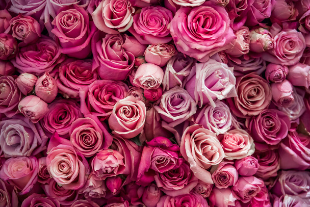 Roses wall background. Nature, fresh pink wedding flowers - Photo, Image