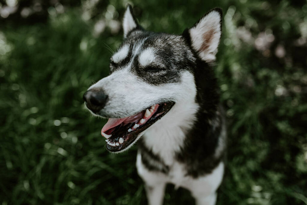 lana bianca e nera. un cane di razza husky dagli occhi azzurri siede sull'erba verde e guarda in camera con la bocca aperta. Lo sfondo è sfocato. - Foto, immagini