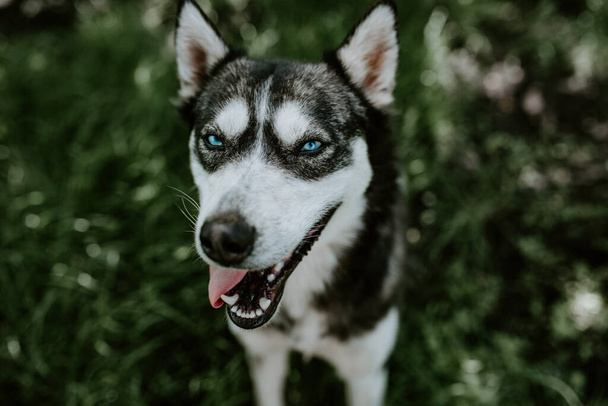 schwarze und weiße Wolle. Ein blauäugiger Huskyhund sitzt auf dem grünen Gras und blickt mit offenem Maul in die Kamera. Der Hintergrund verschwimmt. - Foto, Bild