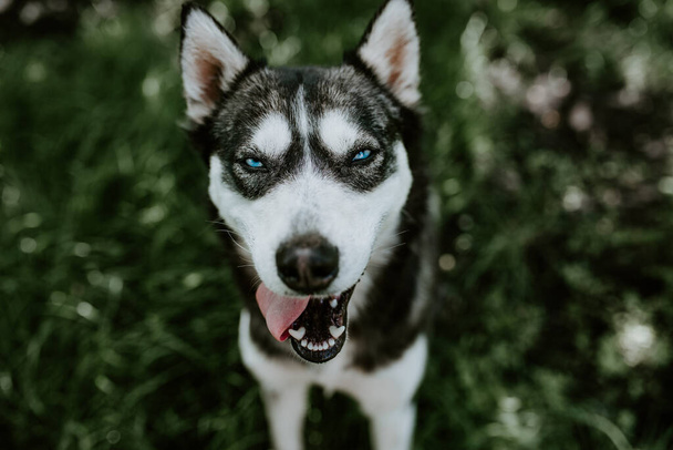 lana blanca y negra. un perro de raza husky de ojos azules se sienta en la hierba verde y mira en la cámara con la boca abierta. El fondo está borroso. - Foto, Imagen